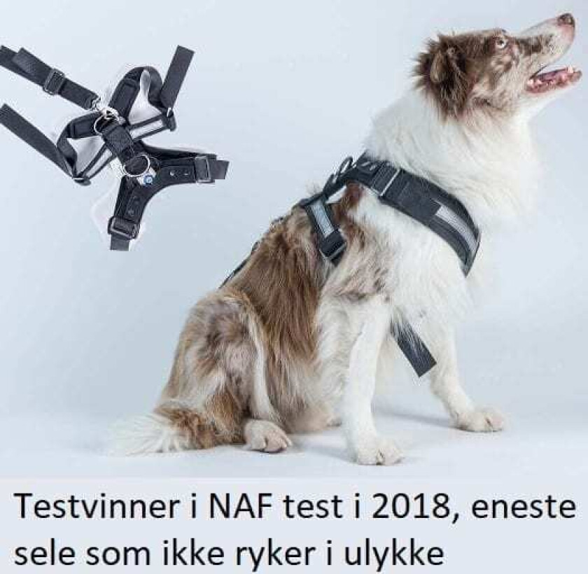 Bilde av AllSafe Bilsele til hund L