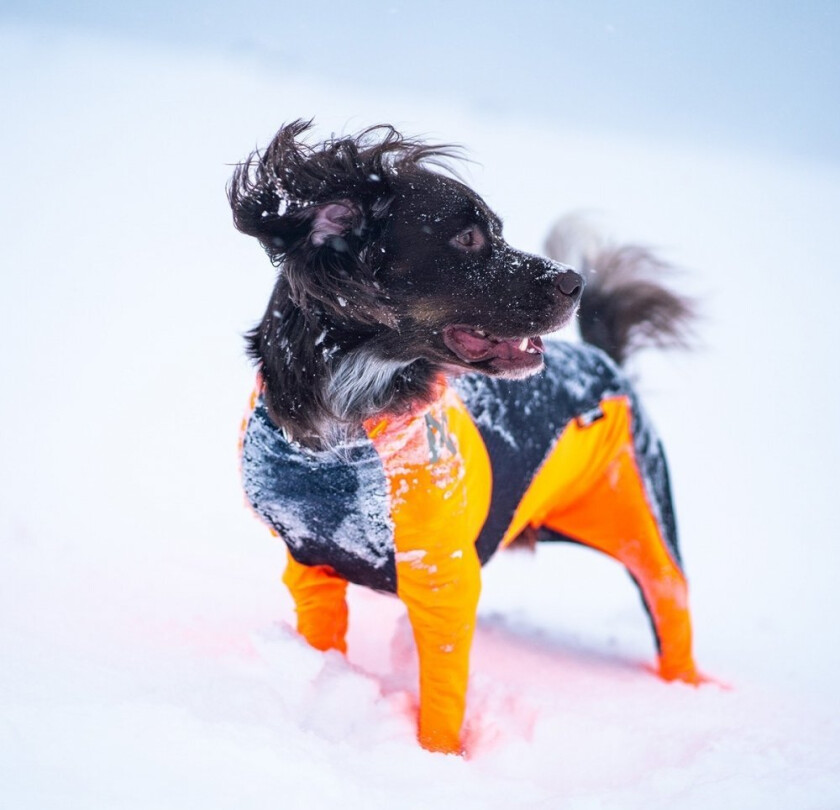 Non-Stop Dogwear Protector Snow Hundeoverall Tispe Svart & Oransje (XXS)